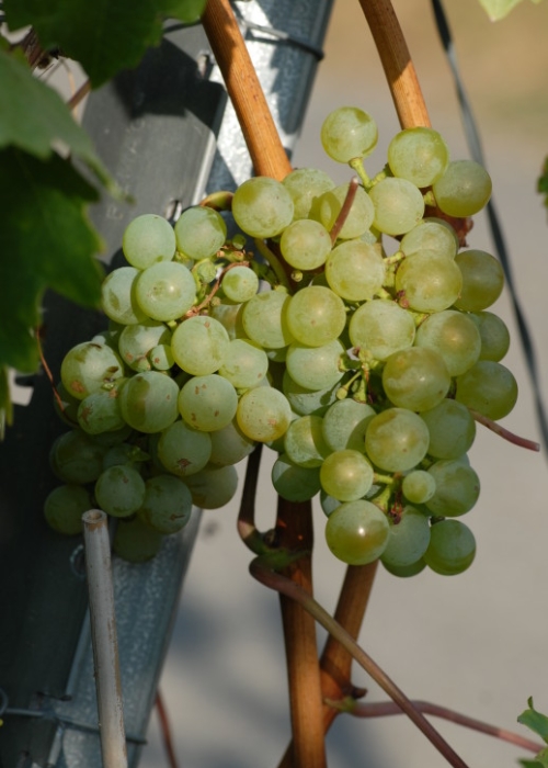 weisser Olber 01